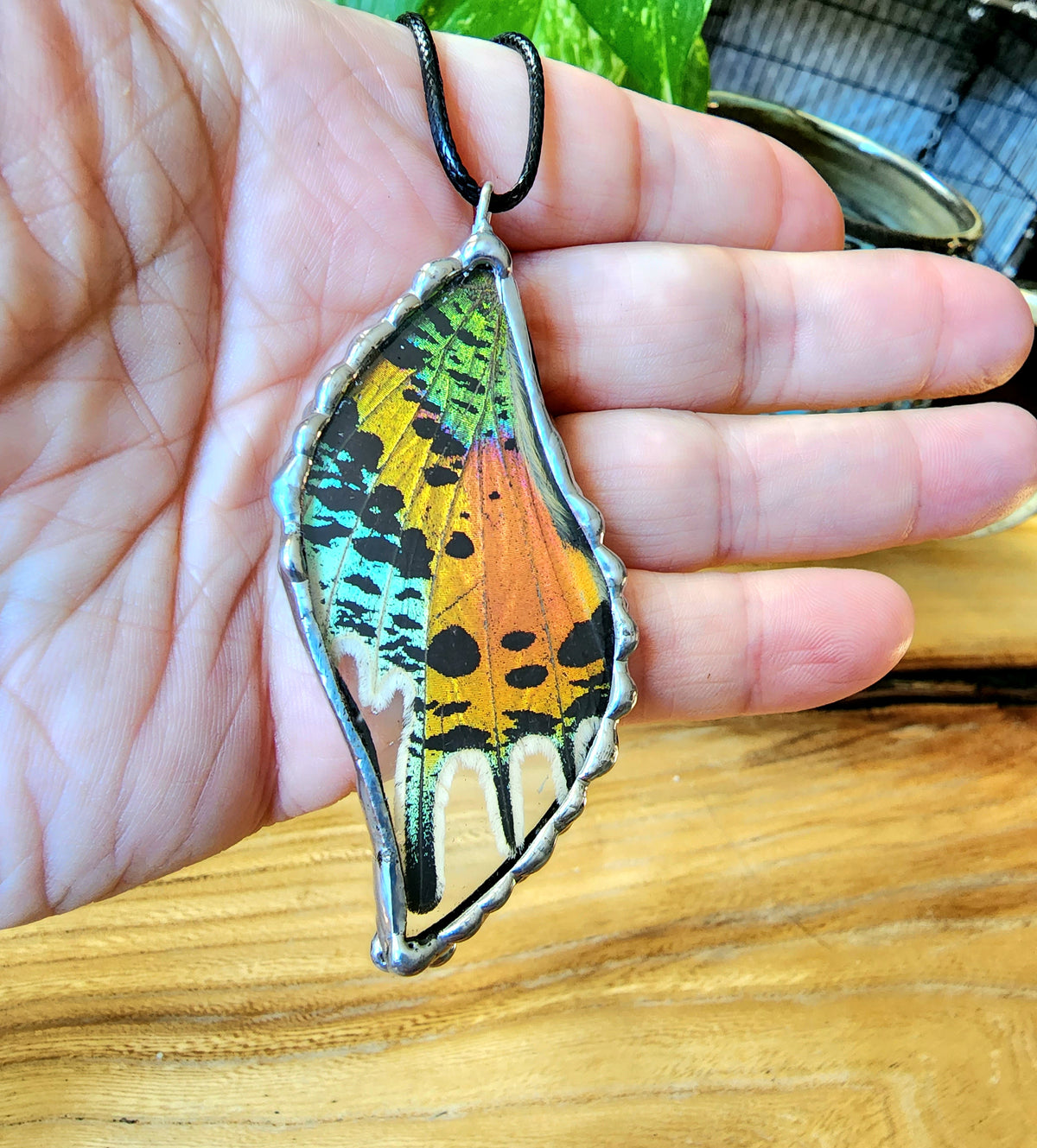 Rainbow Moth, Madagascan Sunset Moth, Urania Ripheus Moth
