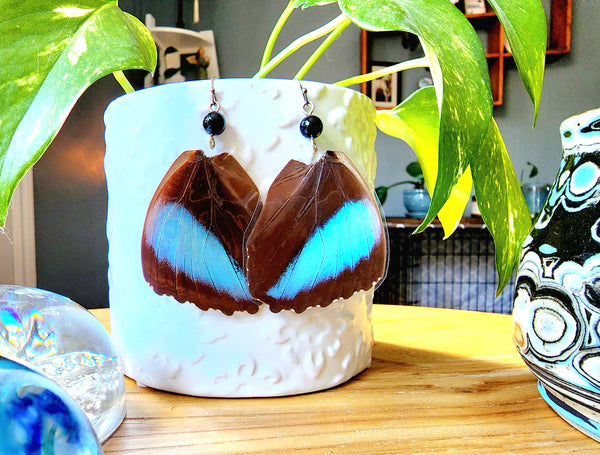 Black & Blue Butterfly Wing Earrings, Morpho Achilles Fagardi Butterfly