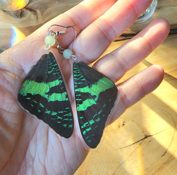 Green & Black Butterfly Wing Earrings, Madagascan Sunset Moth
