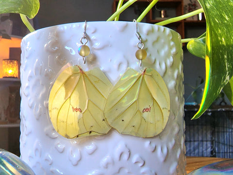 Anteos menippe, Great Orange Tip Butterfly, Orange-Tipped Angled-Sulphur Butterfly Earrings
