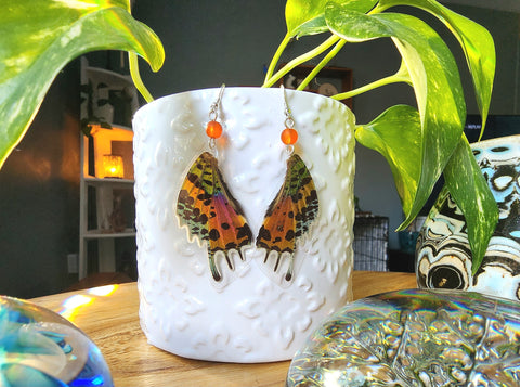 Rainbow Moth Earrings, Madagascan Sunset Moth Earrings