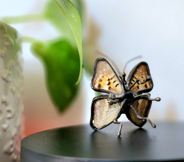Prepona Butterfly Decor, Real Butterfly Art, Black & Blue Butterfly Eings