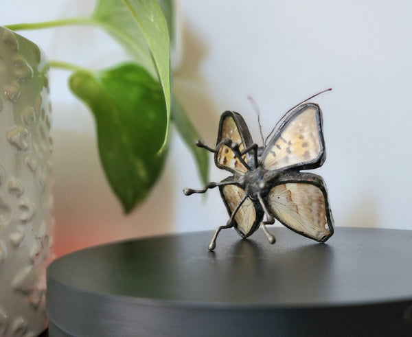Prepona Butterfly Decor, Real Butterfly Art, Black & Blue Butterfly Eings