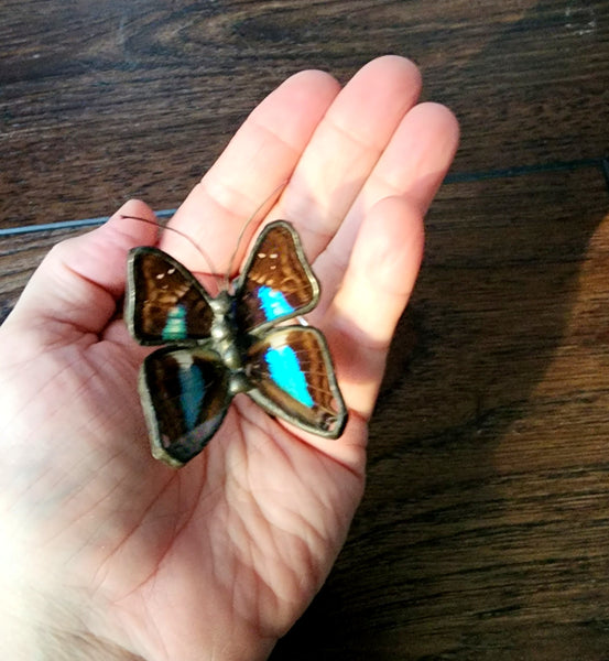 Prepona Butterfly Decor, Real Butterfly Art, Black & Blue Butterfly Eings