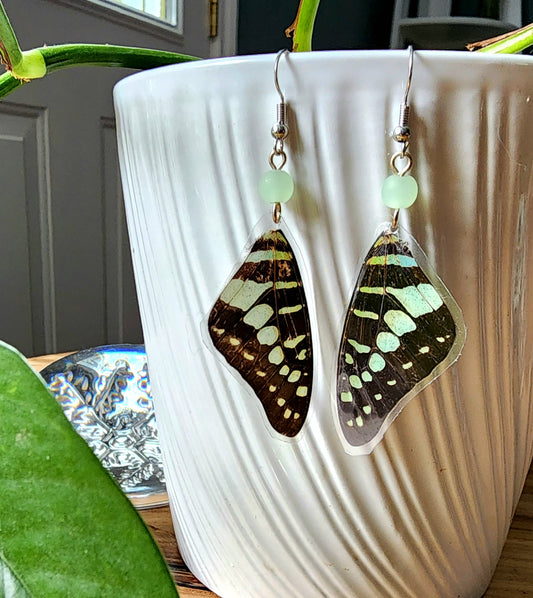 Common Jay Blue-Spotted Butterfly Wing Earrings