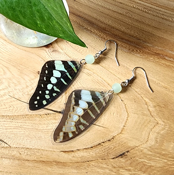 Common Jay Butterfly Wing Earrings
