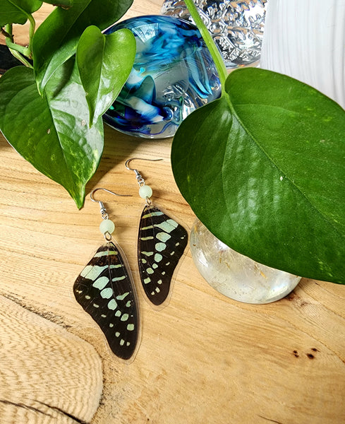 Common Jay Butterfly Wing Earrings