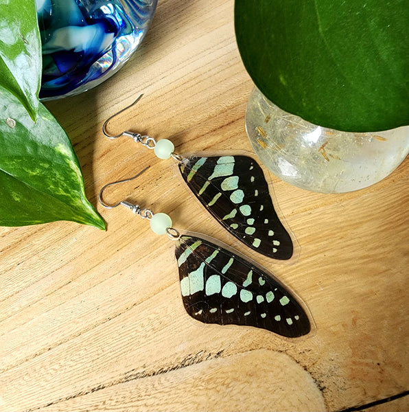Common Jay Butterfly Wing Earrings