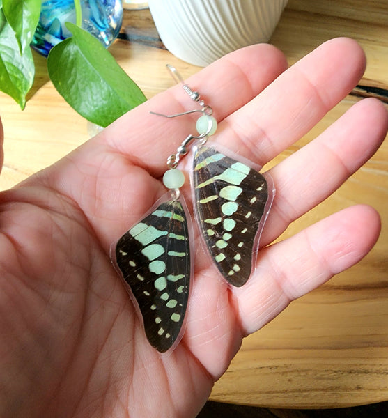 Common Jay Butterfly Wing Earrings