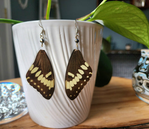 Black & Yellow Giant Swallowtail Butterfly Wing Earrings,Papilio cresphontes