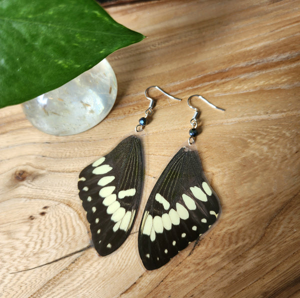 Real Giant Swallowtail Butterfly Wing Earrings