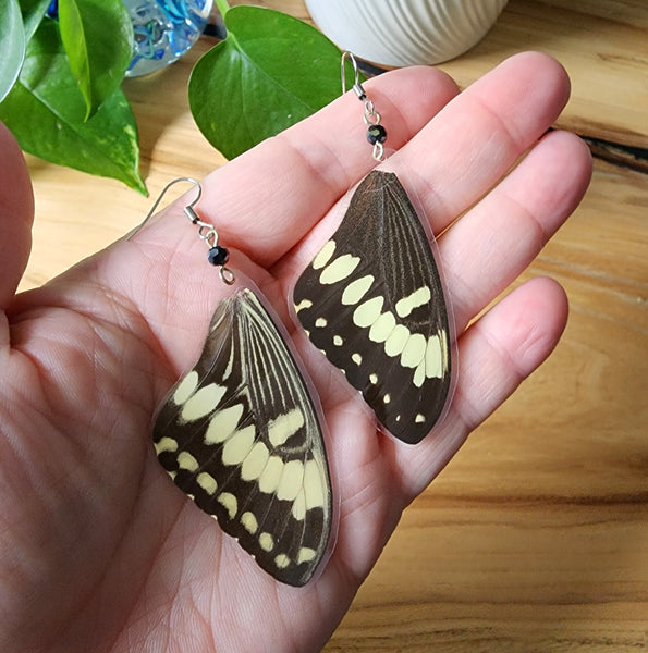 Black & Yellow Giant Swallowtail Butterfly Wing Earrings,Papilio cresphontes