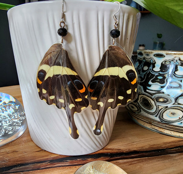 Giant Swallowtail Butterfly Wing Earrings