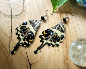 Giant Swallowtail Butterfly Wing Earrings