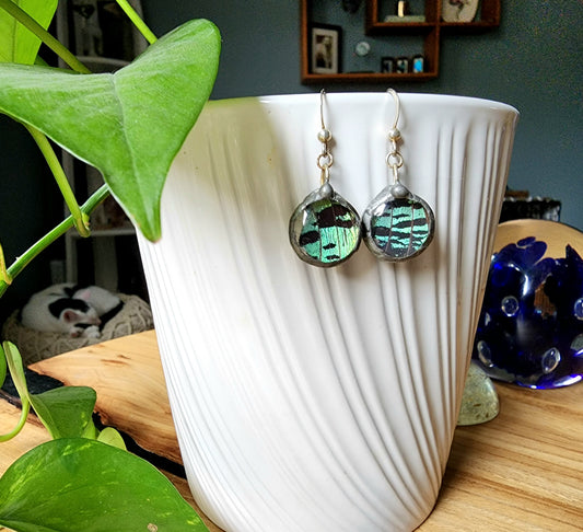 Madagascan Sunset Moth Wing Round Glass Earrings