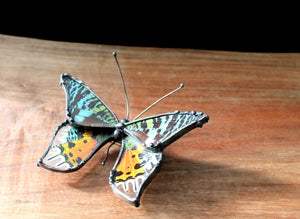 Madascan Sunset Moth Table Top Art, Insect Wing Art, Nature Home Decor