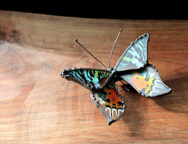 Madascan Sunset Moth Table Top Art, Insect Wing Art, Nature Home Decor