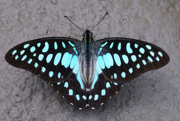 Common Jay Butterfly Wing Earrings