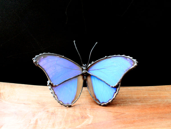 Blue Morpho Didius, Real Butterfly Wing Statuette, Butterfly Wing Decor, Table Top Butterfly