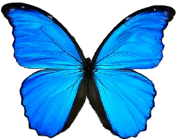 Small Blue Butterfly Pendant, Petite Butterfly Necklace, Small Blue Morpho Butterfly Necklace